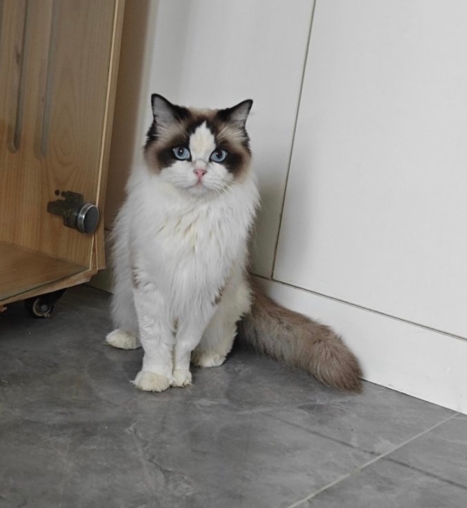 海双布偶猫妹妹